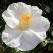 WHITE BOUQUET